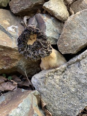 Morchella angusticeps
