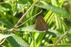 Capronnieria galesus