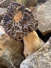 Morchella angusticeps