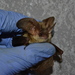 Kolombatovic's Long-eared Bat - Photo (c) Yuzefovich Alexander, some rights reserved (CC BY-NC), uploaded by Yuzefovich Alexander