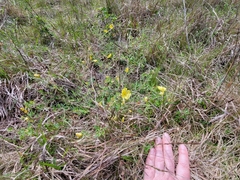 Crocanthemum dumosum