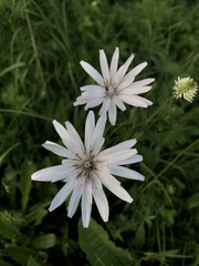 Scorzonera rosea