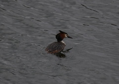 Podiceps cristatus