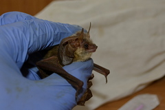 Plecotus kolombatovici