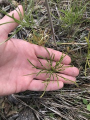 Delphinium treleasei