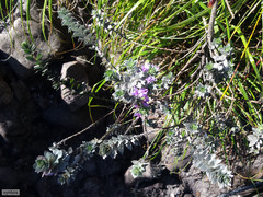 Amphithalea imbricata