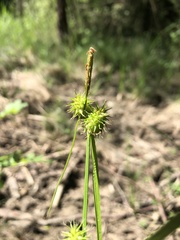 Carex lepidocarpa