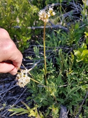 Valeriana californica