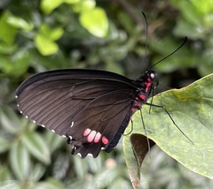 Parides erithalion
