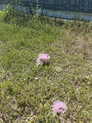 Cirsium nuttallii