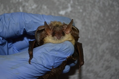 Plecotus kolombatovici