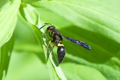 Ancistrocerus unifasciatus