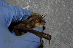 Plecotus kolombatovici