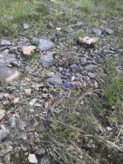 Delphinium treleasei