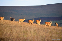 Tragelaphus oryx livingstonii