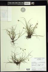 Carex deflexa