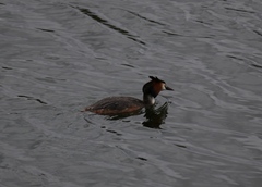 Podiceps cristatus