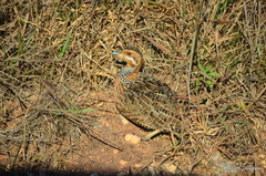 Scleroptila levaillantii
