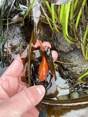 Liparis mucosus