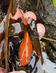 Liparis mucosus