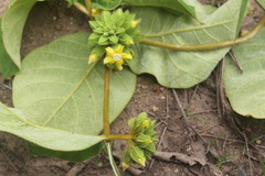 Prestonia tomentosa