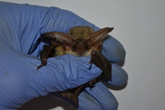 Plecotus kolombatovici