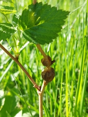 Lasioptera rubi