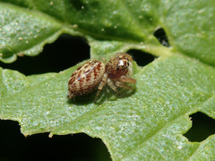 Macaroeris nidicolens