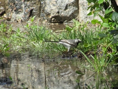 Motacilla alba