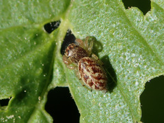 Macaroeris nidicolens