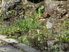 Motacilla alba