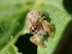 Macaroeris nidicolens