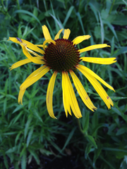 Echinacea paradoxa
