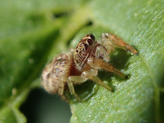 Macaroeris nidicolens