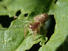 Macaroeris nidicolens