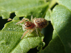 Macaroeris nidicolens