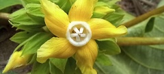 Prestonia tomentosa