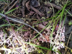 Pyrrhocoris apterus