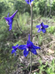 Delphinium treleasei