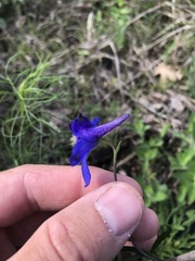 Delphinium treleasei