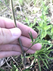 Delphinium treleasei
