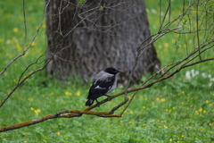 Corvus cornix