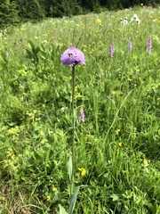 Traunsteinera globosa