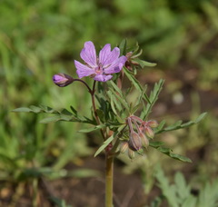 Geranium tuberosum