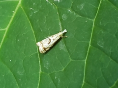 Microcrambus elegans