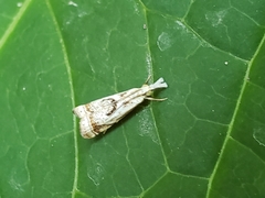 Microcrambus elegans