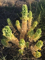 Moluccella laevis