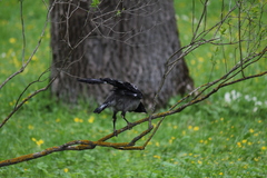 Corvus cornix