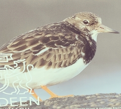 Arenaria interpres