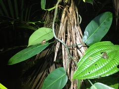 Craugastor melanostictus